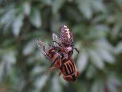 صورة Eristalinus punctulatus (Macquart 1847)