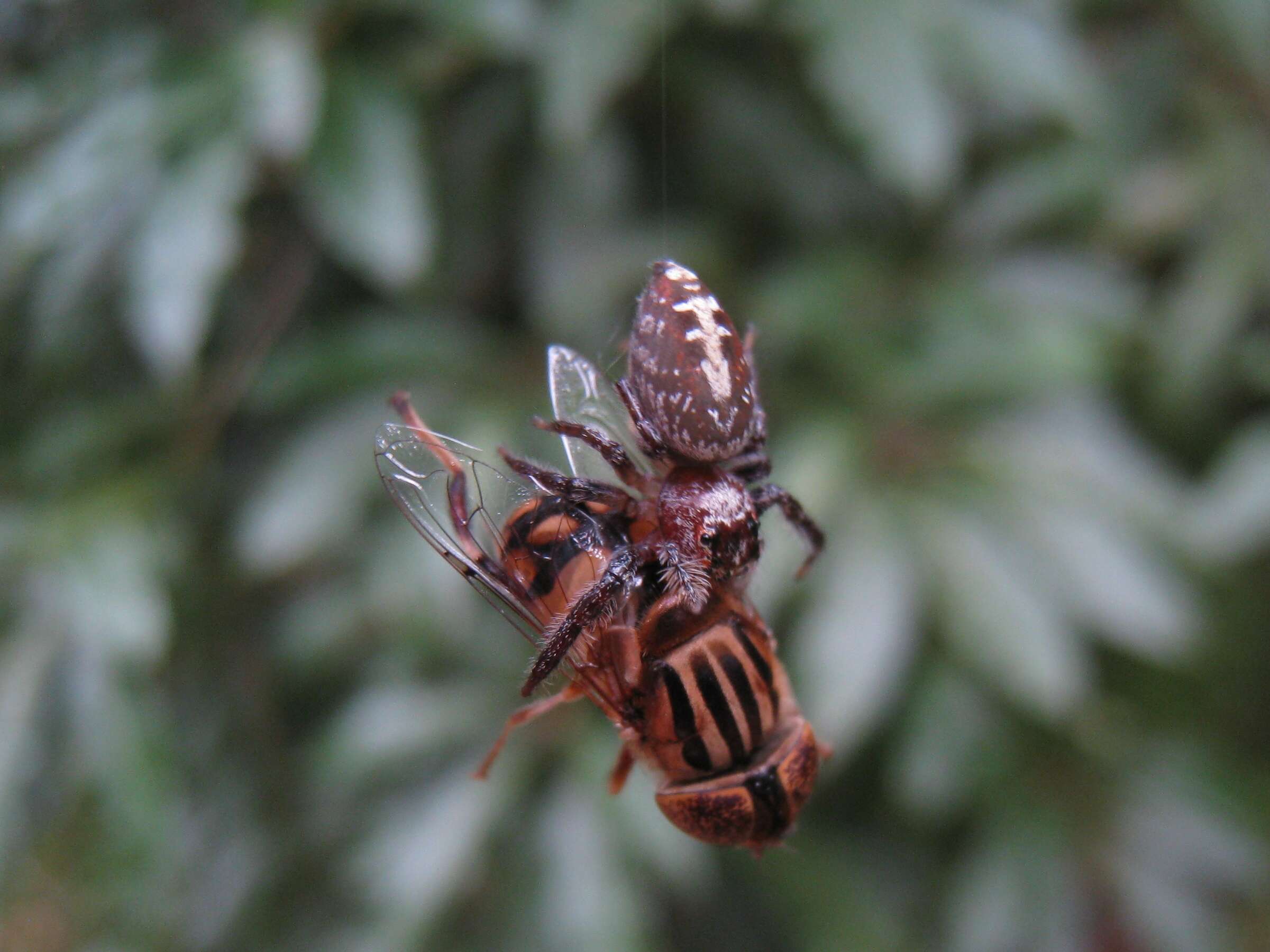 صورة Eristalinus punctulatus (Macquart 1847)