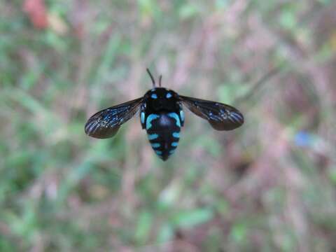 Image of Thyreus nitidulus (Fabricius 1804)