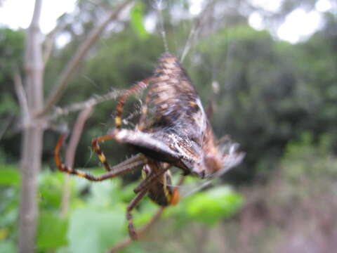 Image of St Andrews cross spider