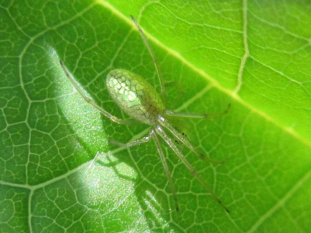 Image of Tetragnatha yesoensis Saito 1934