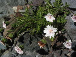 Leucheria papillosa Cabrera resmi