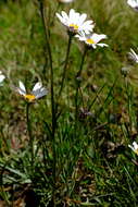 Image of Osteospermum caulescens Harv.