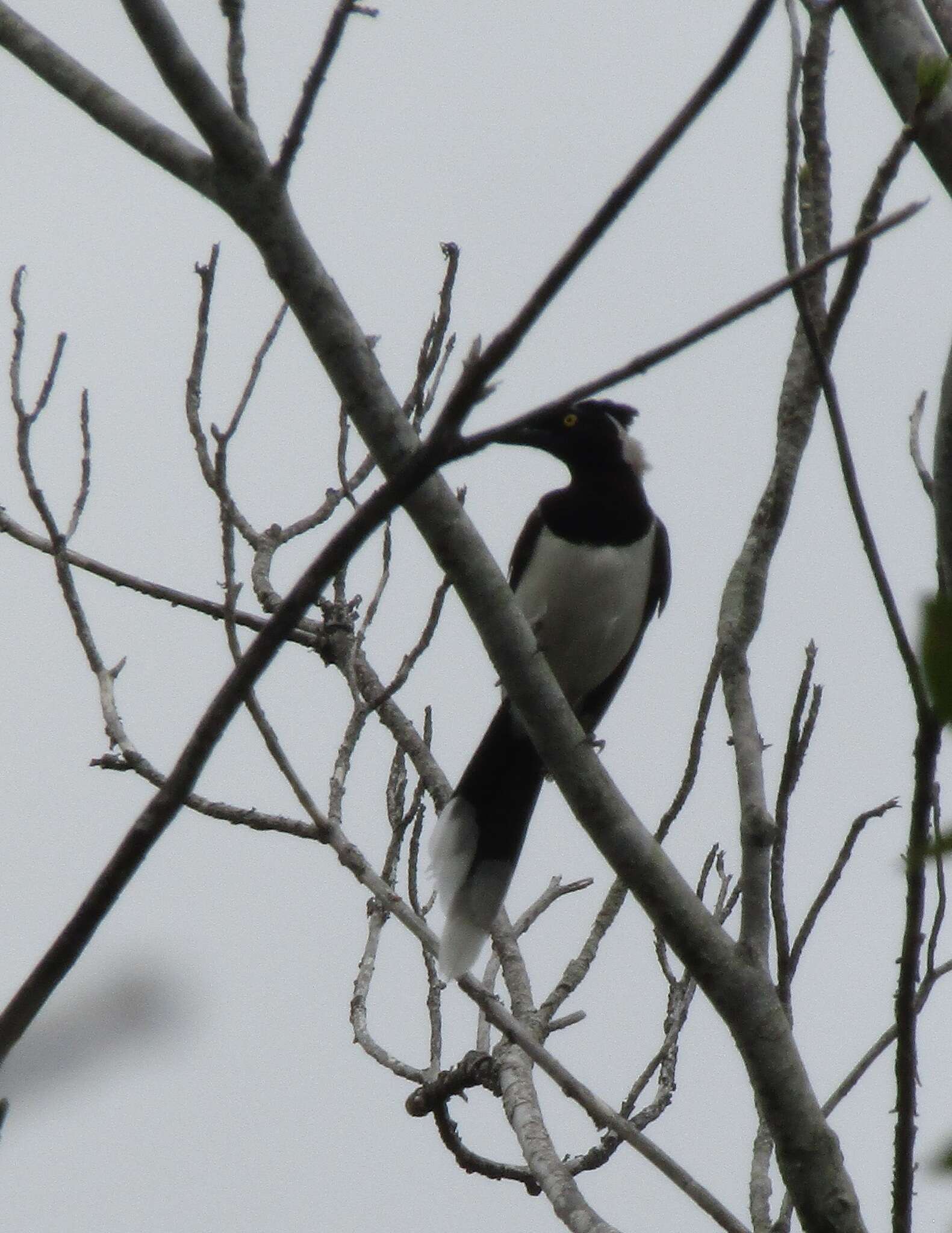 Image of White-naped Jay