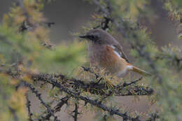 Image of Eversmann's Redstart