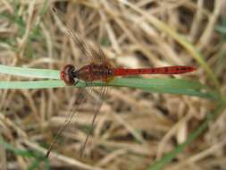 Image of Red Percher Dragonfly