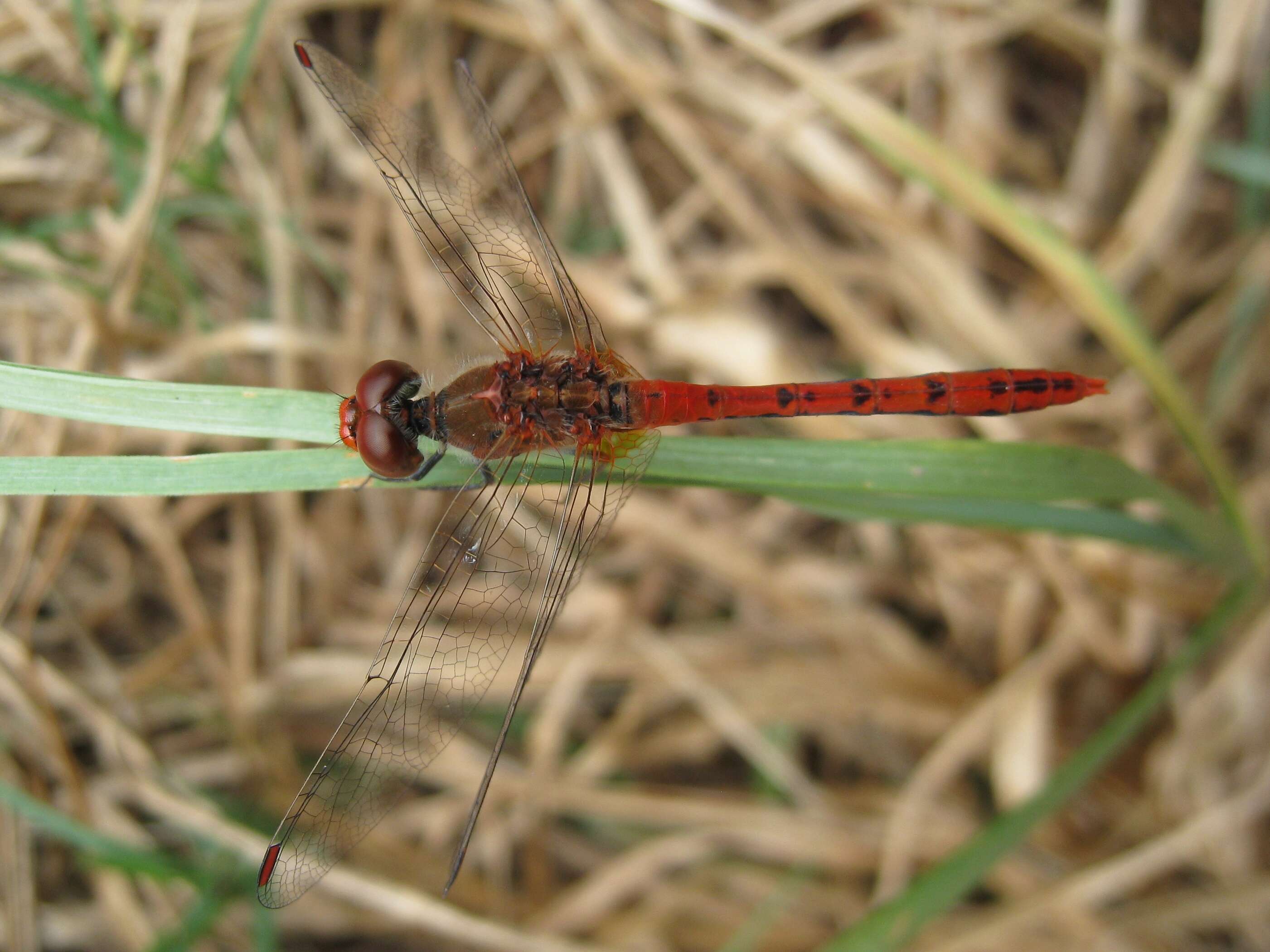 Imagem de Diplacodes bipunctata (Brauer 1865)