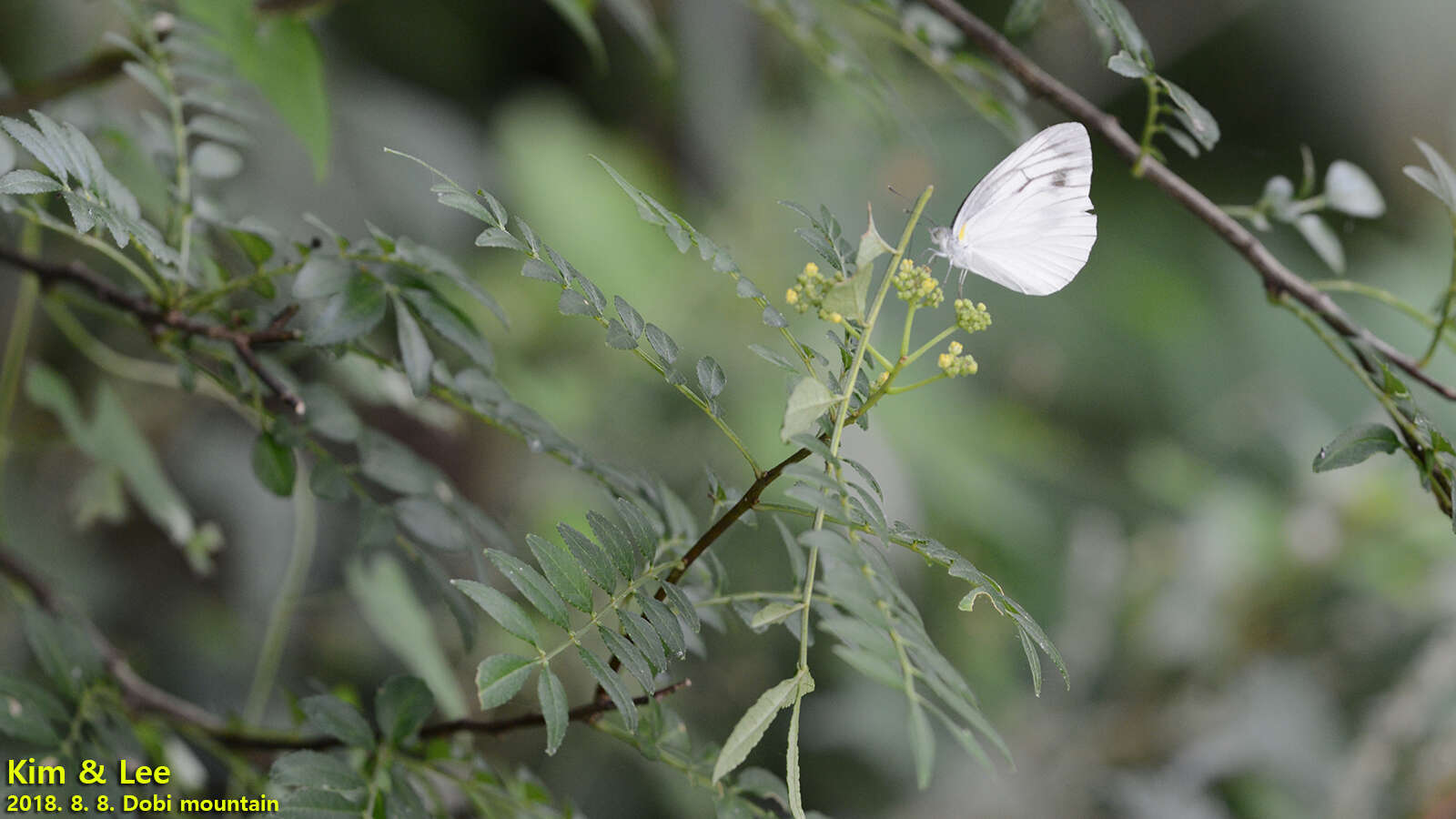 Image of Pieris melete Ménétriès 1857