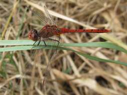 Imagem de Diplacodes bipunctata (Brauer 1865)