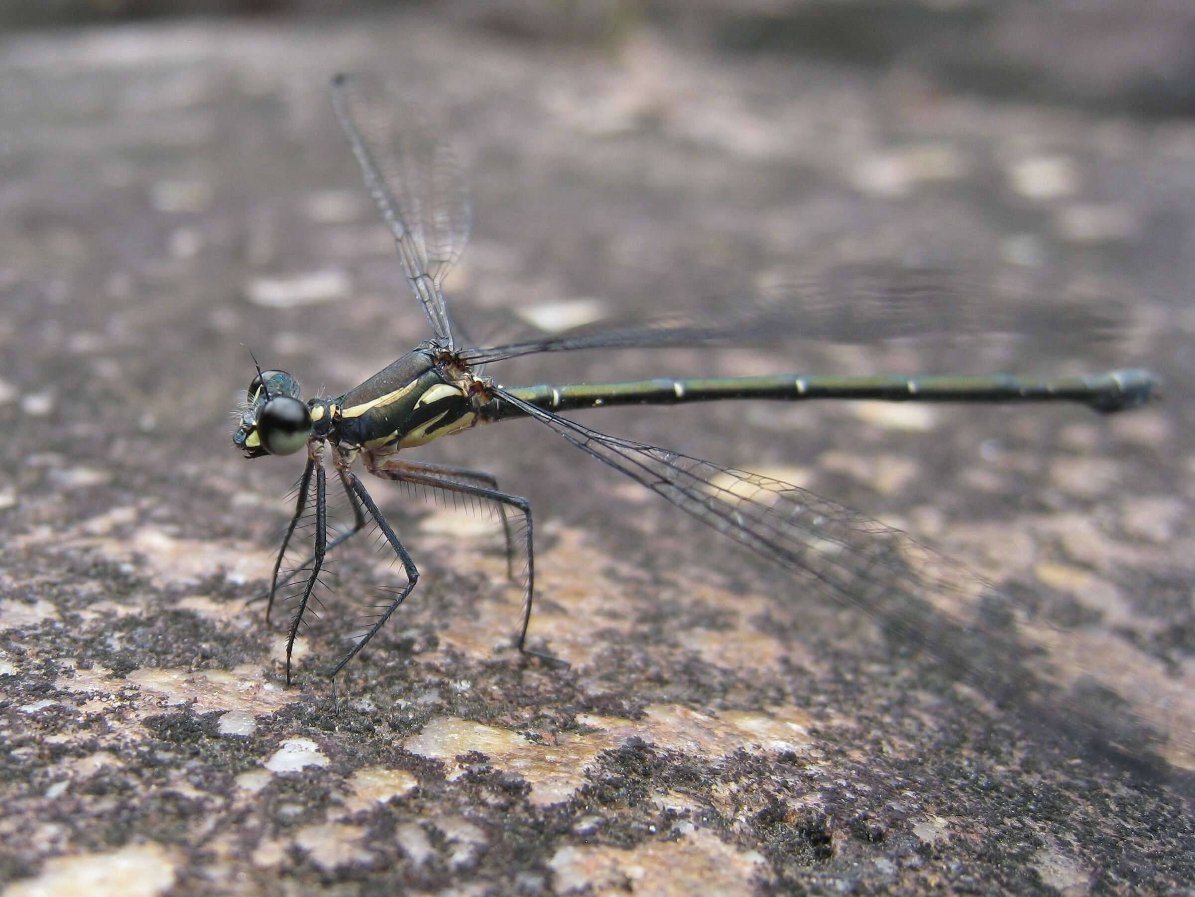 Image of Sydney flatwing