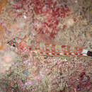 Image of Lizard triplefin