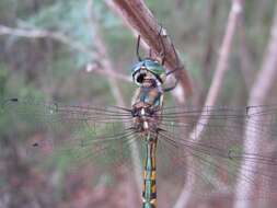 Sivun Hemicordulia australiae (Rambur 1842) kuva