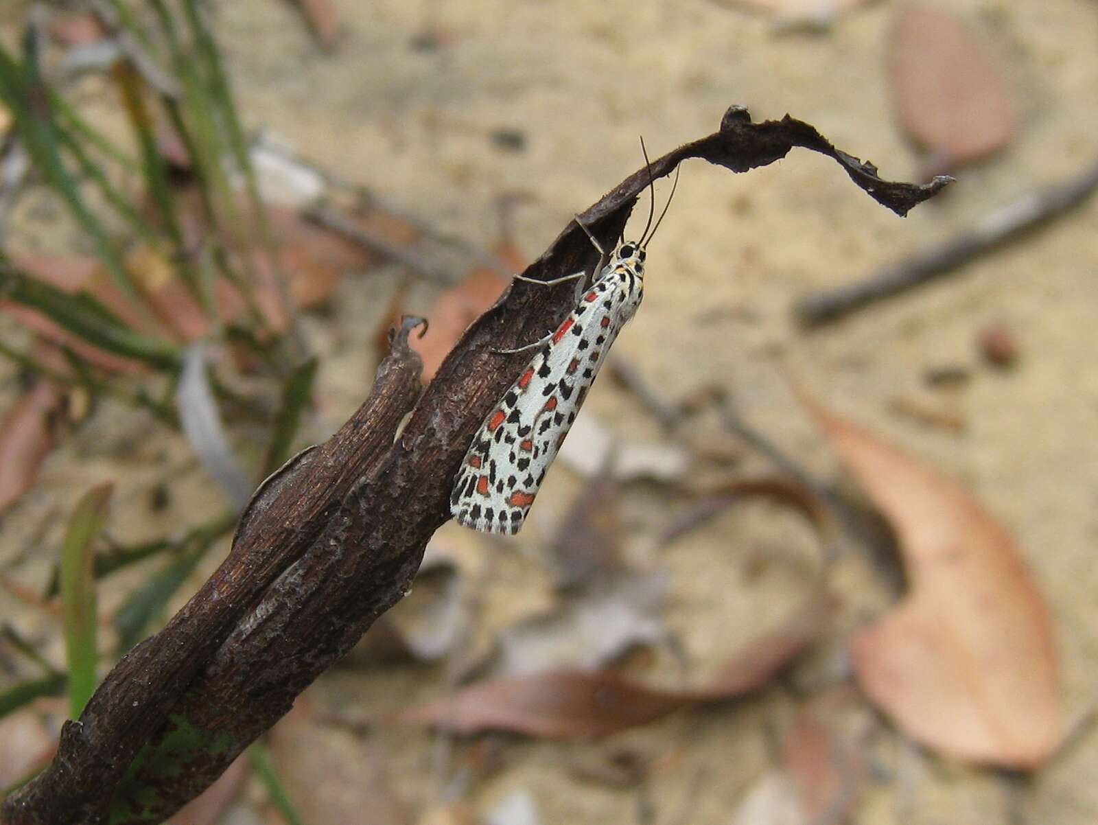 Image of Utetheisa pulchelloides Hampson 1907