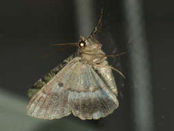 Image of Aeolochroma turneri Lucas 1890