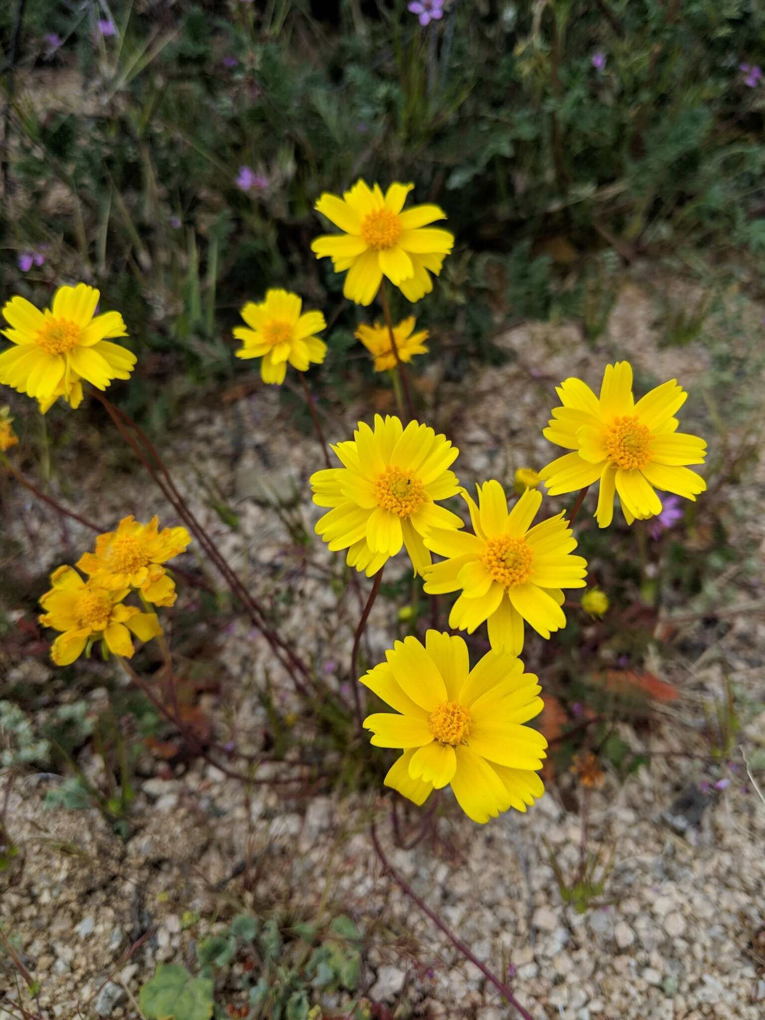 Imagem de Coreopsis californica (Nutt.) H. K. Sharsmith