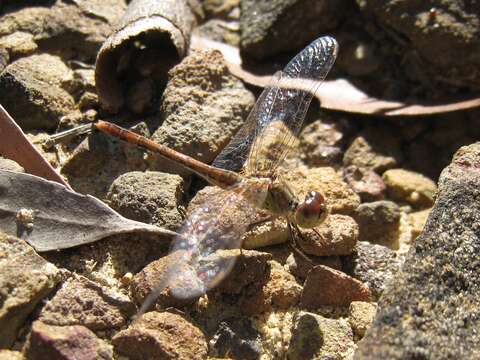 Image of Red Percher Dragonfly