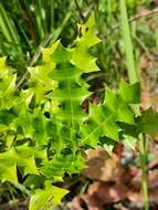 Image of Acanthus