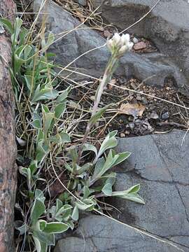 Imagem de Antennaria neglecta Greene