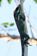 Image of Cuban Giant Anole