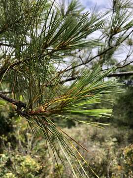 Image of Pinus armandii var. mastersiana (Hayata) Hayata