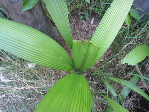 Image of <i>Molineria capitulata</i> (Lour.) Herb.