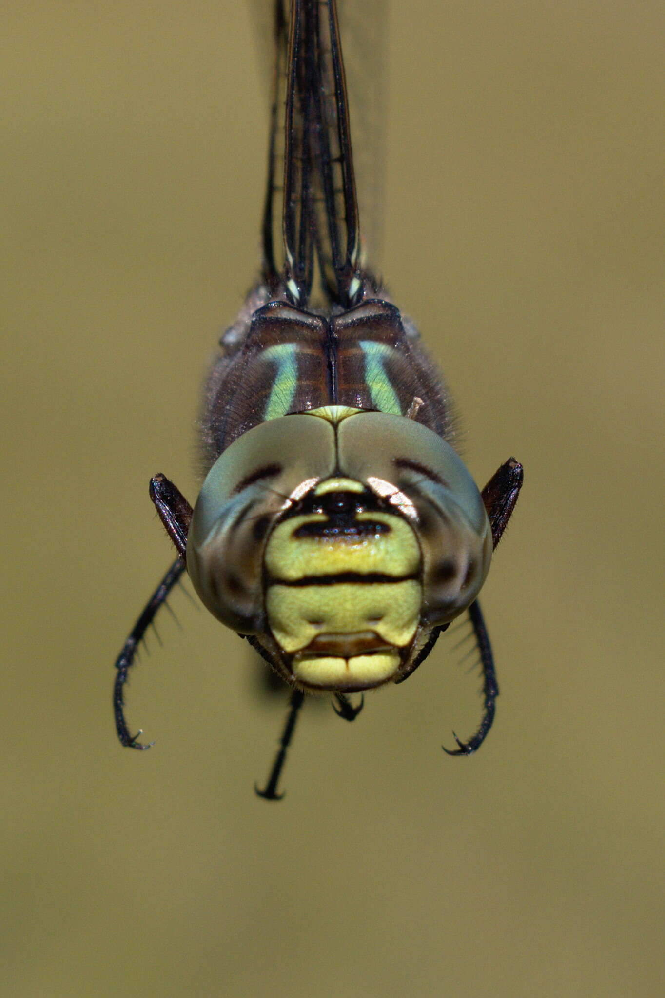 Image of bog hawker