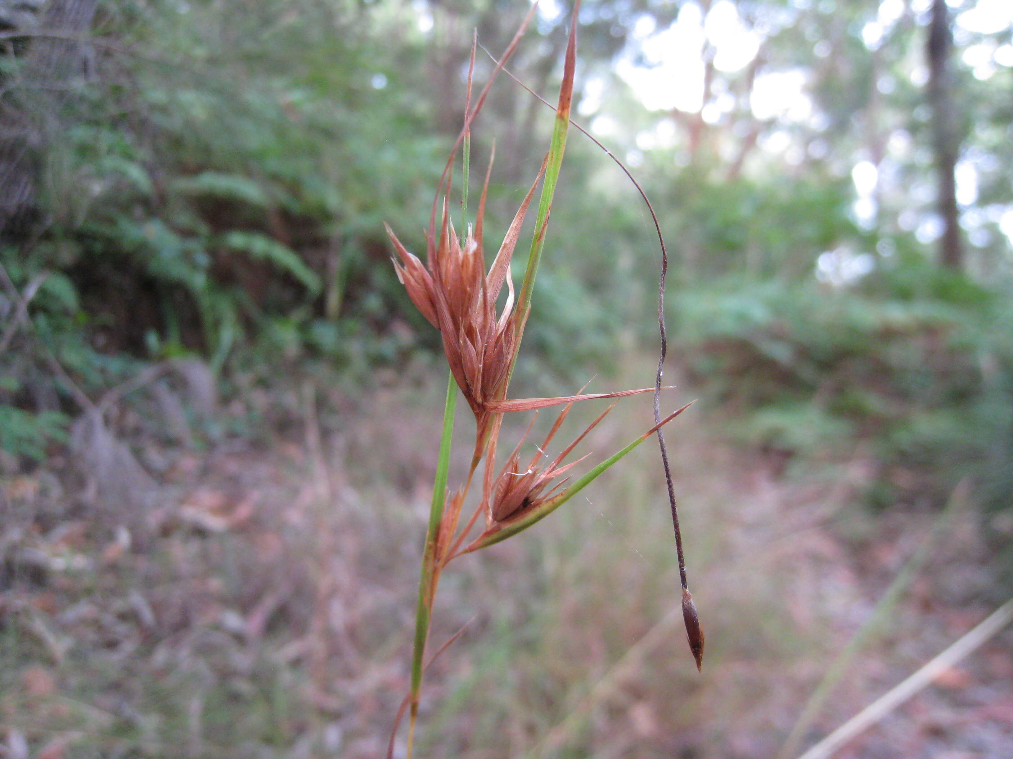 Image of Red grass