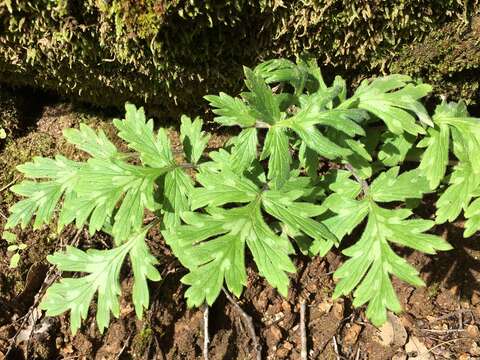 Image of western waterleaf