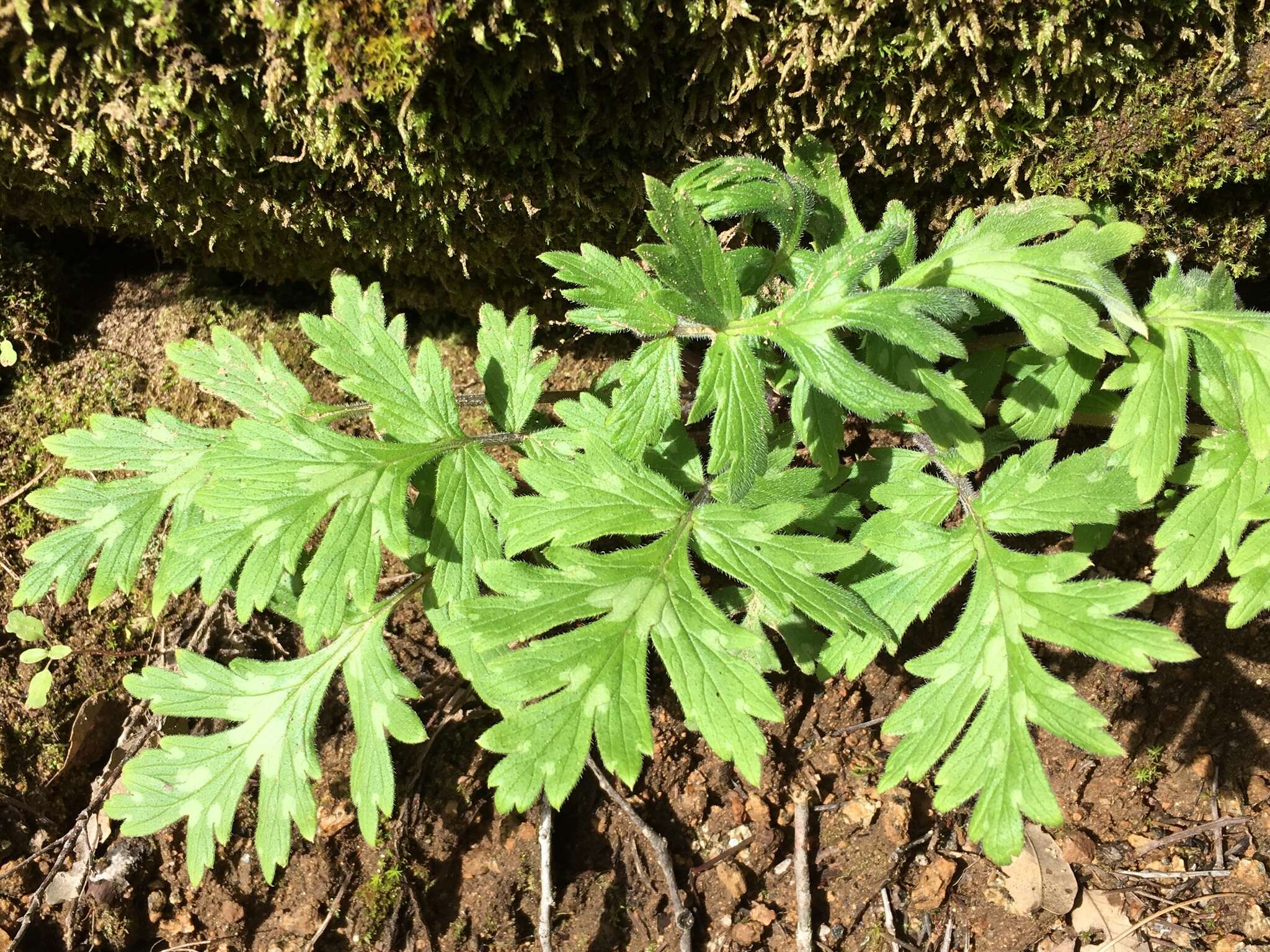 Imagem de Hydrophyllum occidentale (S. Wats.) A. Gray