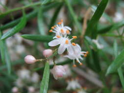 Image de Asparagus densiflorus (Kunth) Jessop