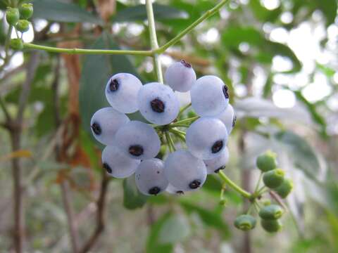 Polyscias sambucifolia (Sieber ex DC.) Harms resmi