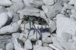 Image of Short-legged Tiger Beetle