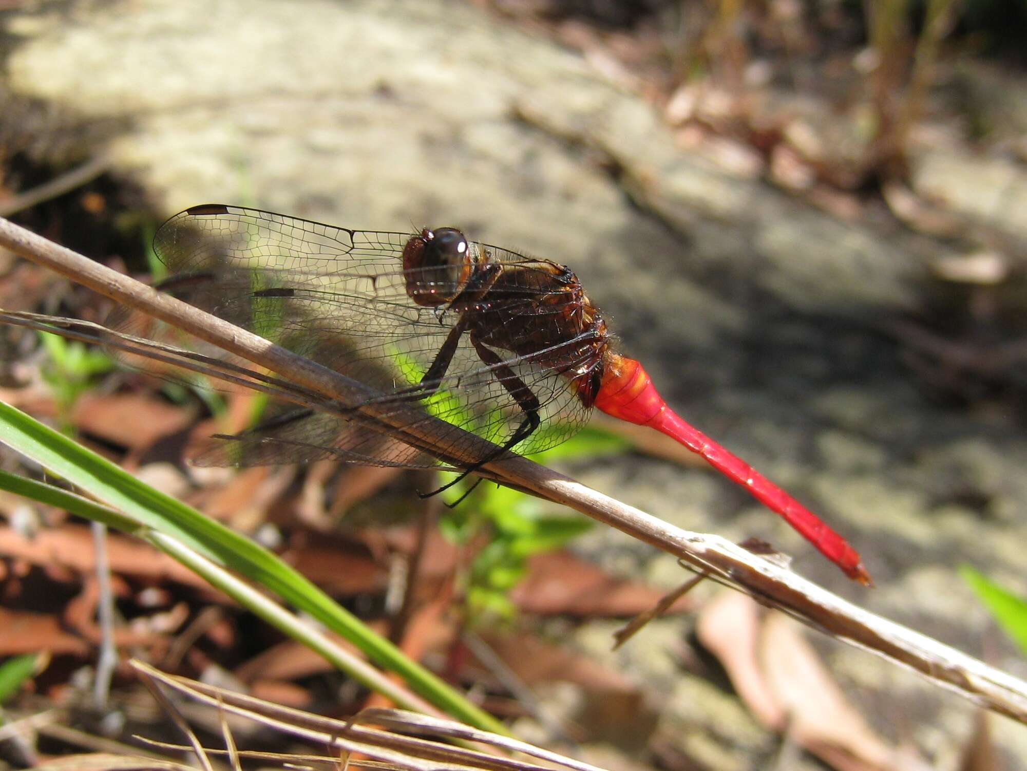 Image of Orthetrum villosovittatum (Brauer 1868)