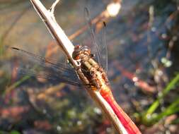 Image of Orthetrum villosovittatum (Brauer 1868)