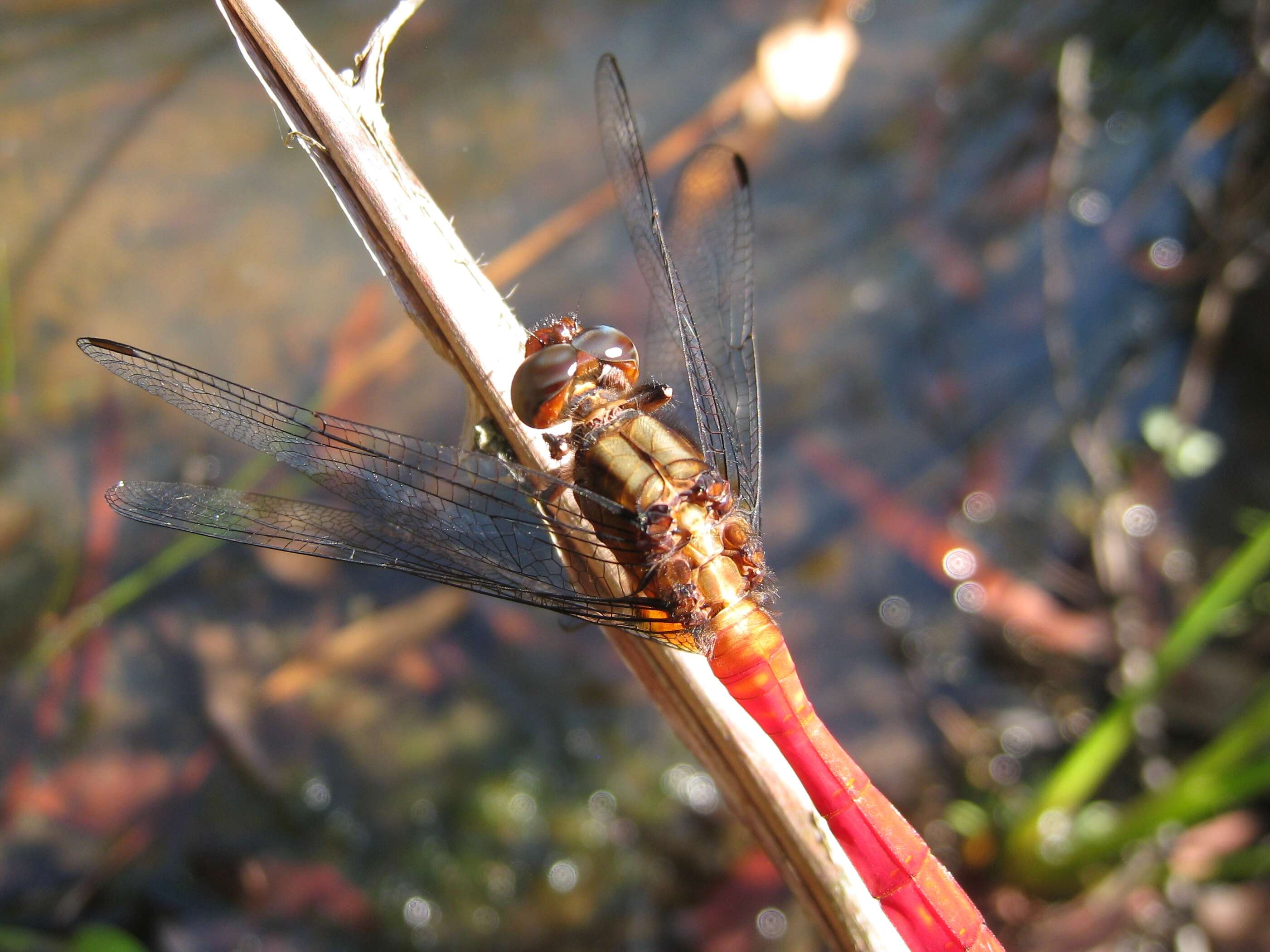 Image of Orthetrum villosovittatum (Brauer 1868)