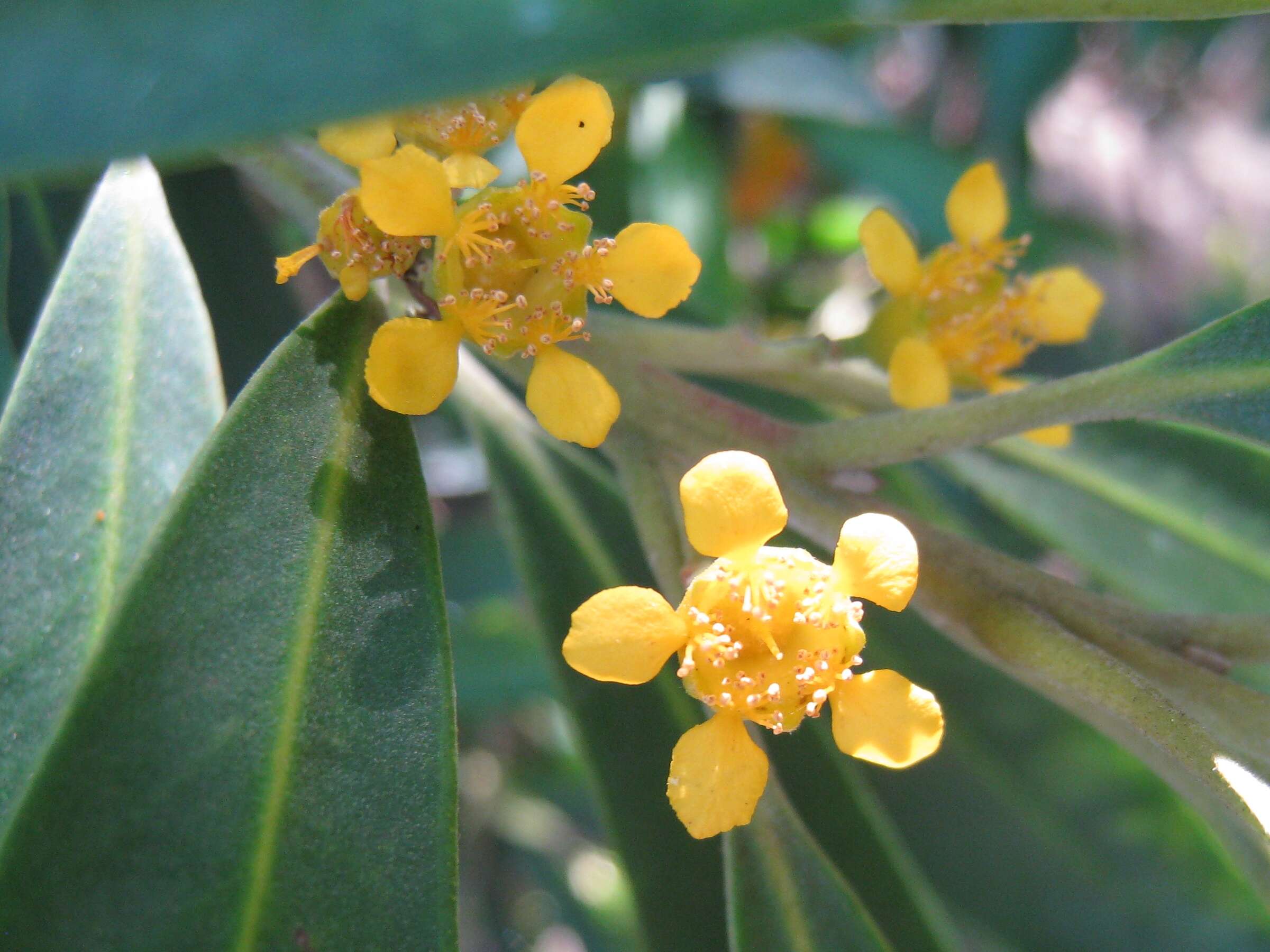 Tristaniopsis laurina (Sm.) P. G. Wilson & J. T. Waterhouse的圖片