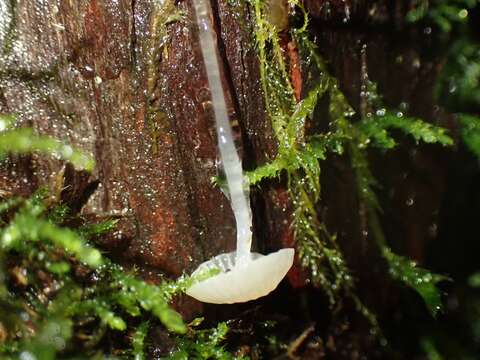 Image of Dripping bonnet