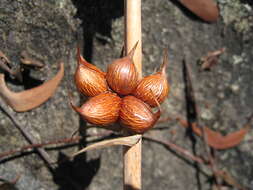 Imagem de Watsonia borbonica (Pourr.) Goldblatt