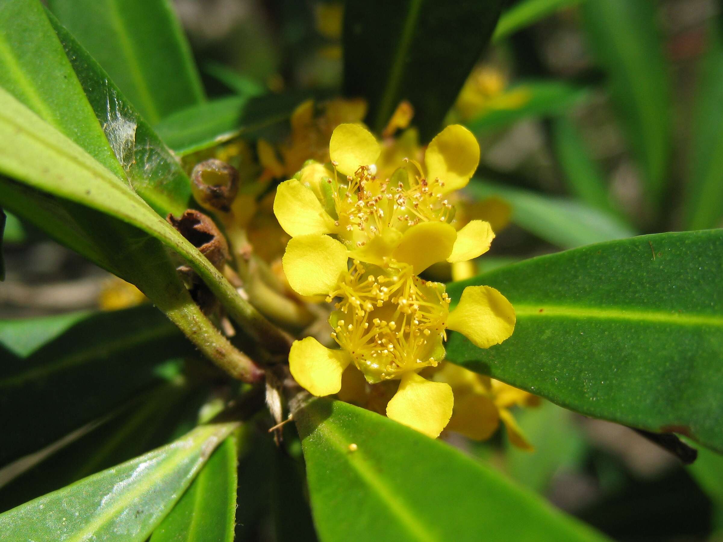 Imagem de Tristaniopsis laurina (Sm.) P. G. Wilson & J. T. Waterhouse