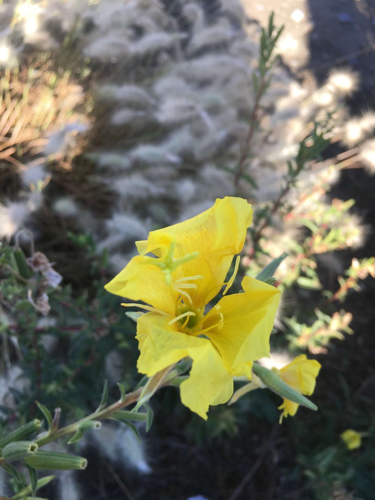 Oenothera elata subsp. hookeri (Torrey & A. Gray) W. Dietrich & W. L. Wagner的圖片