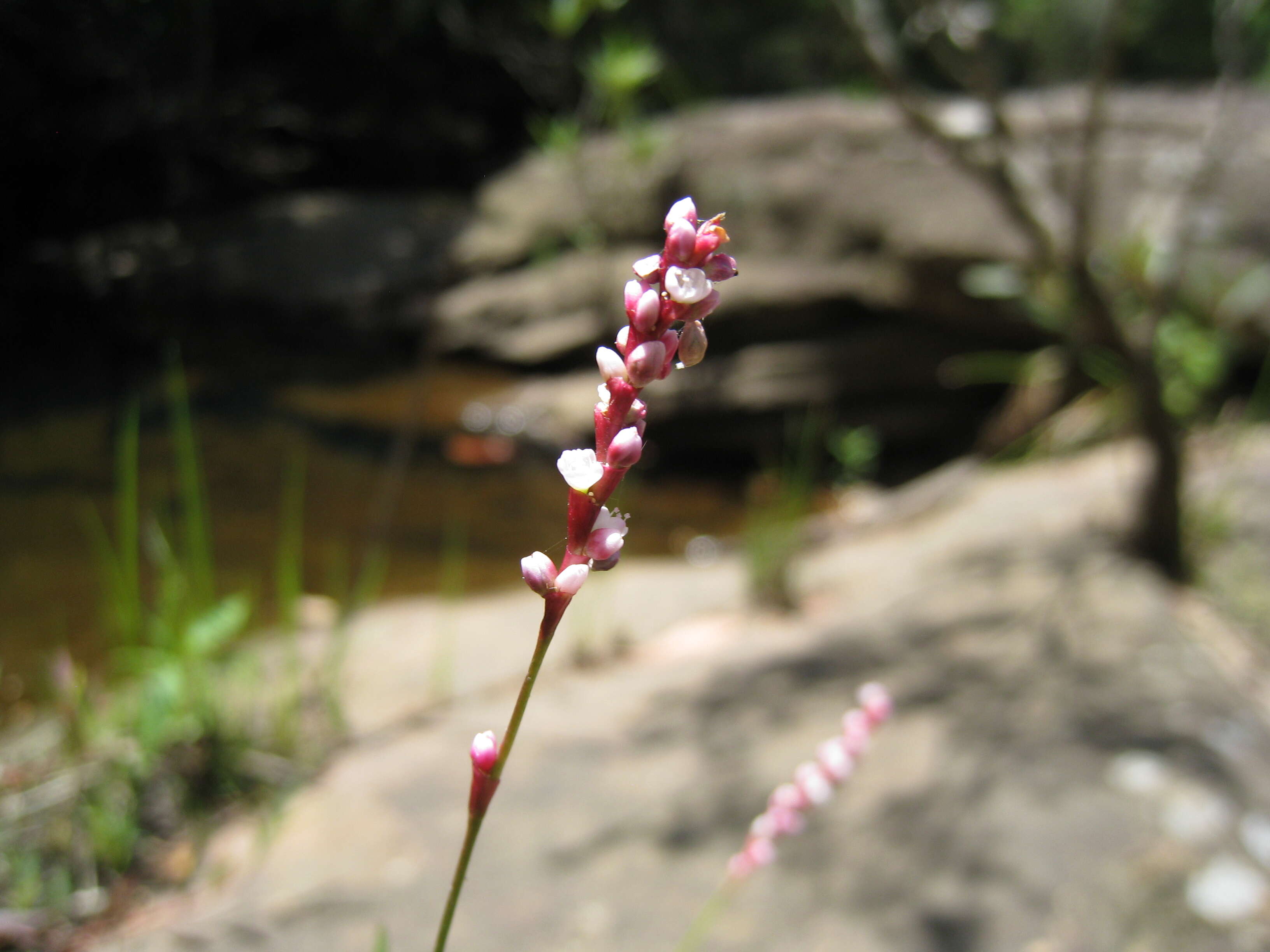 Image of Snake-root