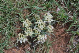 Image of dwarf milkweed