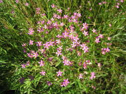 Image of Centaury