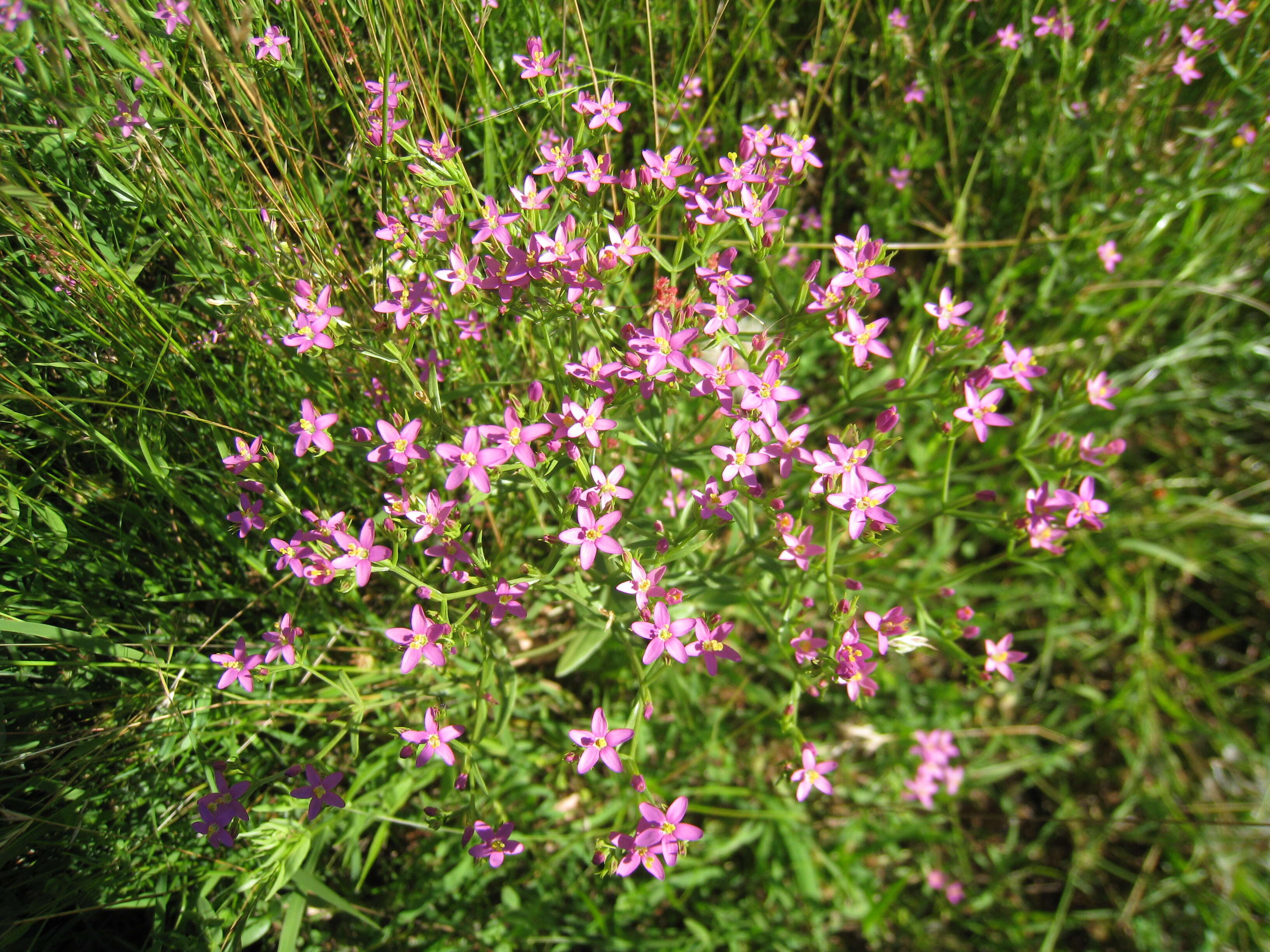 Image of Centaury