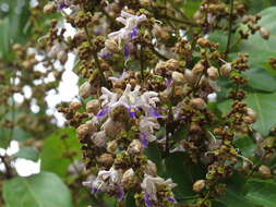 Gmelina fasciculiflora Benth. resmi