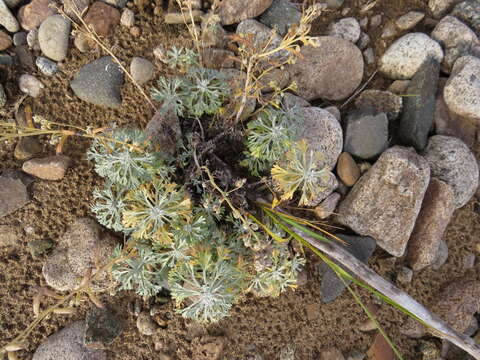 Artemisia kruhsiana subsp. alaskana (Rydb.) D. F. Murray & Elven的圖片