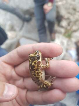 Image of Majorca Midwife Toad