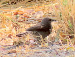 Image of Turdoides hartlaubii hartlaubii (Barboza du Bocage 1868)