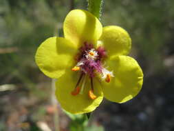 Image of wand mullein