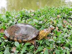 Image of Trachemys callirostris callirostris (Gray 1855)